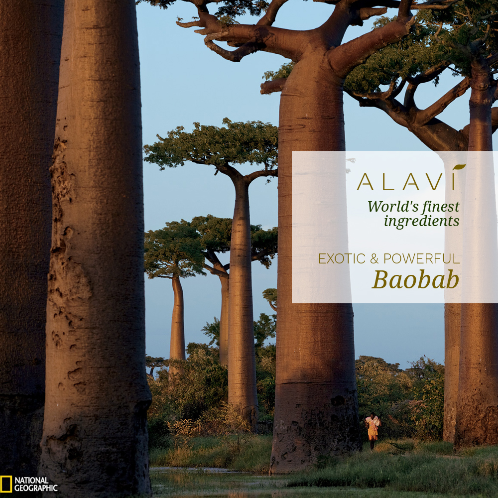 Baobab - exotic and powerful