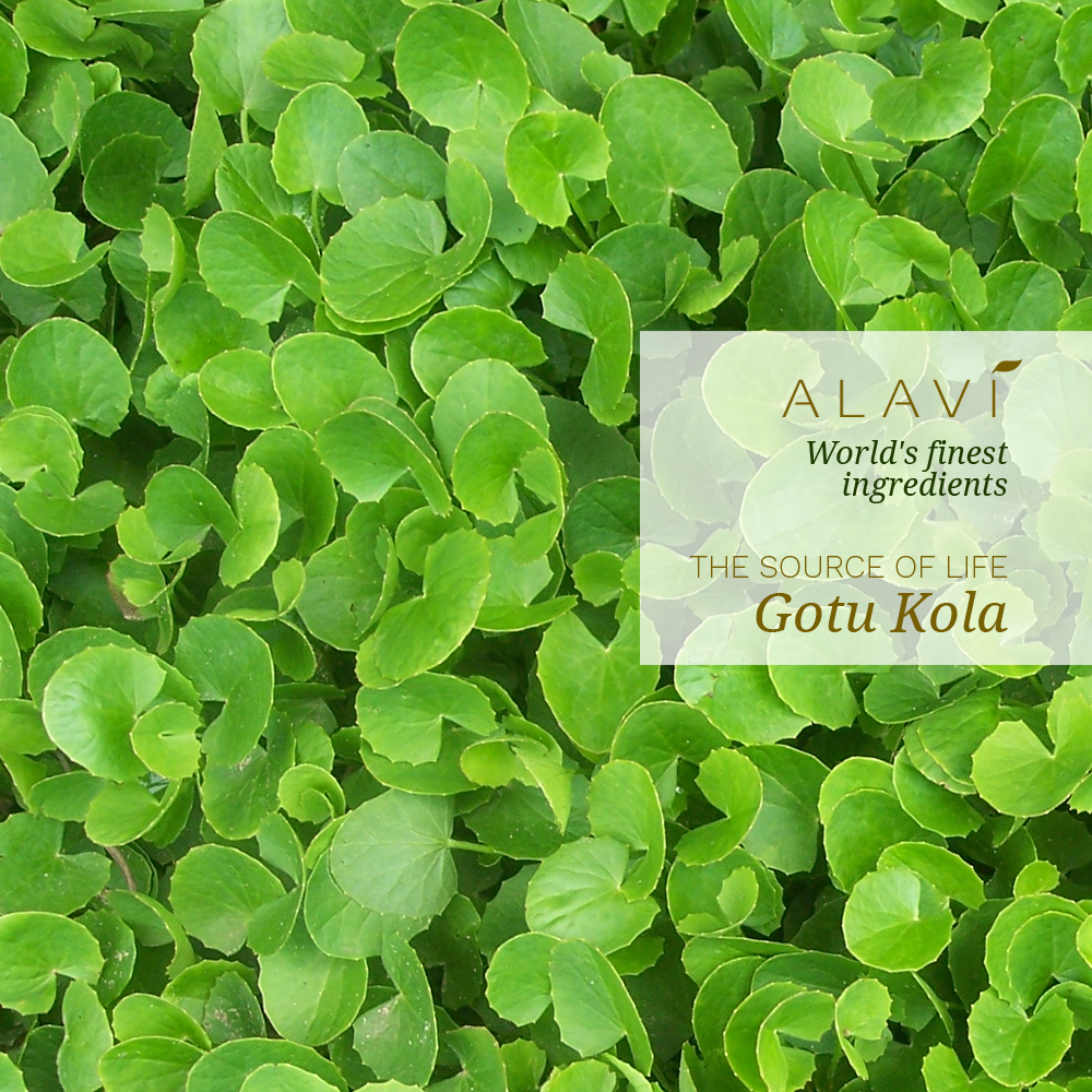 Gotu kola - the source of life