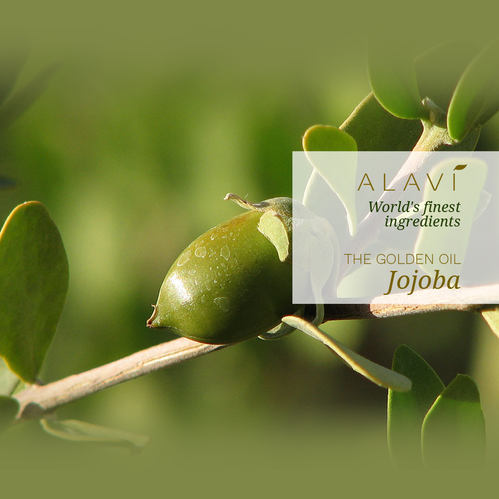 Jojoba - the golden oil